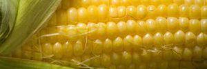 Close up corn and husks
